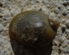 Radix balthica