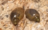 Radix balthica y Physella acuta
