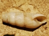 Rumina decollata