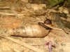 Rumina decollata