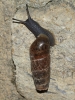 Rumina decollata