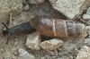 Rumina decollata