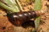 Rumina decollata