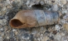 Rumina decollata