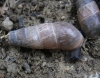 Rumina decollata