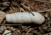 Rumina decollata