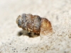 Truncatellina callicratis