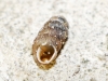 Truncatellina callicratis