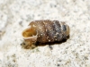 Truncatellina callicratis