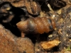 Truncatellina callicratis