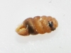 Truncatellina callicratis