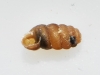 Truncatellina callicratis