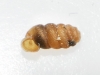 Truncatellina callicratis