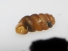 Truncatellina callicratis