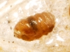 Truncatellina callicratis