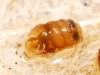 Truncatellina callicratis