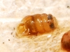 Truncatellina callicratis