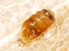 Truncatellina callicratis