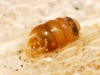 Truncatellina callicratis