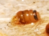 Truncatellina callicratis