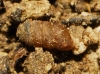 Truncatellina callicratis
