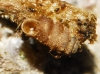 Truncatellina callicratis