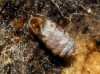 Truncatellina callicratis