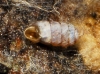 Truncatellina callicratis