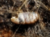 Truncatellina callicratis