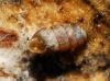 Truncatellina callicratis