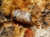 Truncatellina callicratis