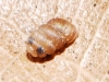 Truncatellina callicratis