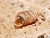 Truncatellina callicratis