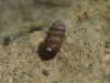 Truncatellina sp.