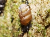 Truncatellina sp.