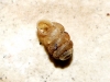 Truncatellina callicratis