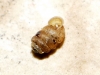 Truncatellina callicratis