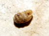 Truncatellina callicratis