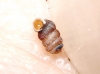 Truncatellina callicratis