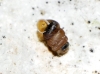 Truncatellina callicratis