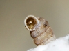 Truncatellina callicratis