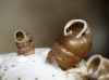 Truncatellina callicratis