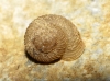 Vallonia costata