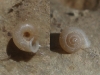Vallonia pulchella