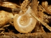 Vallonia pulchella