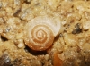 Vallonia pulchella