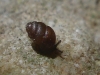 Vertigo pygmaea