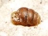 Vertigo pygmaea