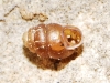 Vertigo pygmaea