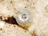 Vitrea cf. contracta